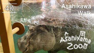 Asahiyama Zoo Walkthrough in Asahikawa city, Hokkaido, Japan | 4K HDR