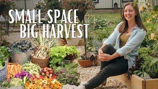 Growing Abundance on Less than 1/4 Acre! | FULL Homestead Tour