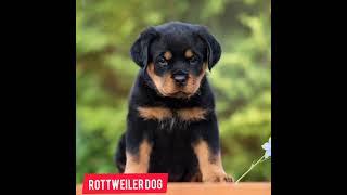 Rottweiler dog ️ life journey status  status