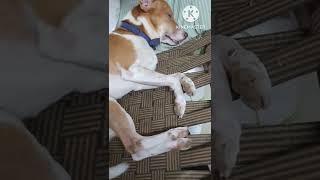 Dog funny sleep  | does your dog sleep like this ? | jimmy the sleepwalking  dog 