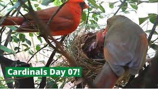 Backyard Cardinal Bird Nest - Day 7 of 12 - Mom & Dad feed 3 big baby birds!