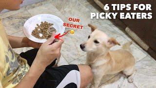 PICKY EATER NA ASO | Solusyon at Dahilan sa Asong Ayaw Kumain