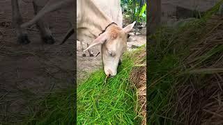 Grass tastes delicious for cows  771