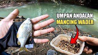 MANCING WADER UMPAN MAGGOT BSF ‼️ Spot Di Sini Ikan Wader Gak Ada Habisnya