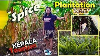 Kerala Spice Plantations | Cardamom Hills | Cheapest Place to Buy Fresh Spices in Kerala