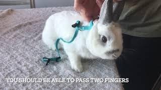 How to put a harness on a small bunny rabbit