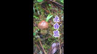 雨中采蘑菇，采到了好几朵品相完美的水白葱