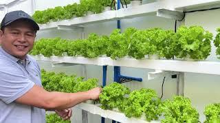 Pinakamahabang Hydroponics Farm sa Gilid ng Pader + Helpful Tips | Nars Adriano