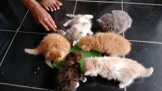 Pertumbuhan kucing persia usia 1 hari s.d 1 bulan