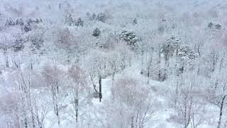 Winter forest 4K flight relaxation 3