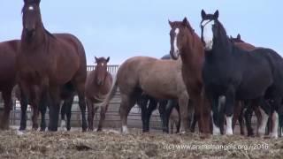 The Cruel Treatment of American Horses Destined for Slaughter in Canada