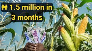 Commercial Maize Farming in Nigeria for Beginners 2024