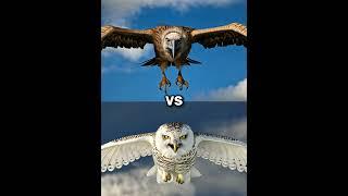 Snow owl vs Vultures vs ( eagle, falcon, crow,  owl, seagull, Duck, toucan bird, Macow, pigeon).