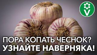 Когда убирать чеснок? 3 верных признака готовности чеснока!