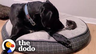 Orphaned 1-Pound Kitten Gets Adopted By a 160-Pound Great Dane | The Dodo Little But Fierce