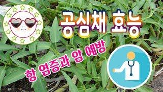 공심채 효능 항 염증 효능과 암 예방에 좋은 공심채효능