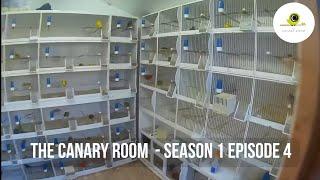 The Canary Room Season 1 - EPISODE 4