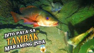 DITO  SA TAMBAK MARAMING ISDA  | EPISODE 146 | NIGHT SPEARFISHING PHILIPPINES  | Drin's Adventure