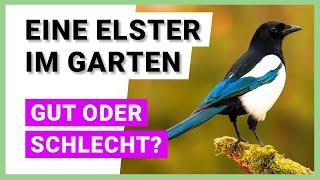 Elster im Garten: Was bedeutet das?