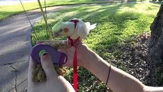 Taki's First Walk | Aviator Harness Training