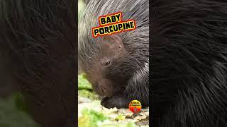 Cute Baby Porcupine #Eating #mukbang