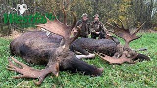 Moose hunting in Belarus 2020