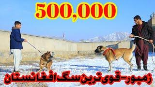 زمبور- قوی ترین سگ افغانستان | شوق پر هزینه و عجیب | Zambor- Strangest Dog of Afghanistan