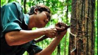 Натуральный каучук получают из сока гевеи (Hevea brasiliensis) – «резинового» дерева