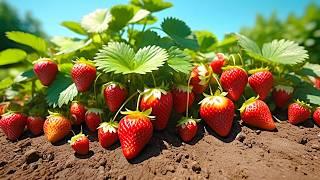 Strawberries thrive on this natural fertilizer! Pests run away from it!