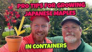 PRO TIPS FOR GROWING JAPANESE MAPLES IN CONTAINERS | MrMaple featuring AARON DRAGSETH