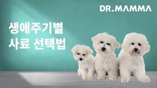 생애주기별 강아지 사료선택법! ㅣ 닥터맘마수의사팀
