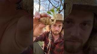 Sunchokes for survival #survival #garden #homesteading #outdoors #offgrid