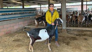 Granja de Cabras lecheras | Razas Saanen, Alpino, Toggenburg, Nubia, Boer | Caprinocultores