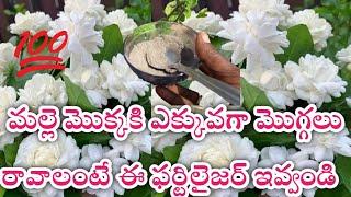 Jasmine plants care and Fertilizers# Jasmine Plants Fertilizer#malle mokkani ela penchali#Jasmine#