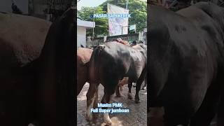 Full Sapi Jumbo Musim PMK #sapi #pasarsapi ##sapijumbo #sobatngarit