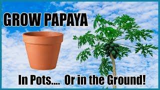 How to Grow Papayas in Containers or in the Ground. // Complete Growing Guide