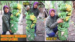 TERCENGANG MBOK JAR PANEN PISANG KEPOK TERPANJANG DI DUNIA ?