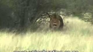 Lion Hunt Africa, World Record Lion