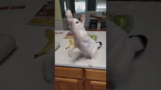 Video of adoptable pet named Libi