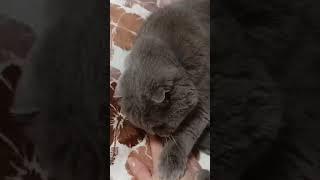 Не трогай МЕНЯ #питомцы #кот #шотландскийкот #shorts