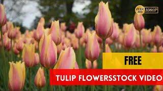 TULIP FLOWERS - No Copyright Stock Videos - #royaltyfreestockvideos #freestockvideos