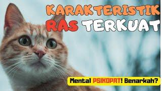 Kenapa Kucing Oren Nakal? Menguak Sifat dan Karakter Sang Ras Terkuat