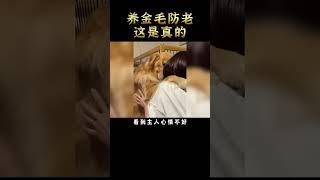 都说养儿防老，看来养金毛也可以！#golden #dog #funny #shorts