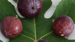 Amazing hidden benefits of fig tree 