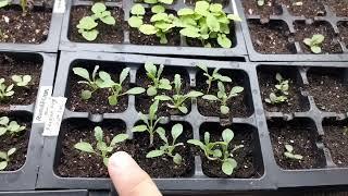 How to grow RUSSIAN SAGE from seed to sprout