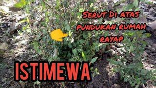 Serut Raf Istimewa @soponyono_belajarbonsai