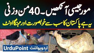 Pakistan Ka Sab Se Beautiful Camel - Mor Jaisi Aankhen - 1600 KG Weight