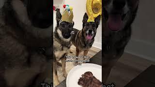 Retired bomb sniffing dog’s first birthday party