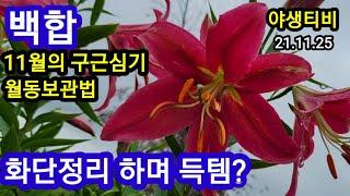 백합.11월의구근심기.월동방법 ㆍ장소