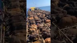 Animal Exporting in the vessel